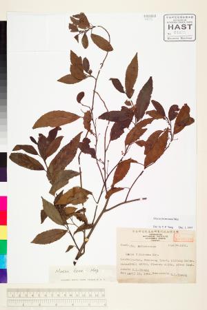 <a href="https://brmas.openmuseum.tw/muse/digi_object/9adfed0833a4d617281f3282d1ddb910" target="_blank">台灣山桂花／中央研究院生物多樣性研究博物館植物標本館 (HAST)</a>