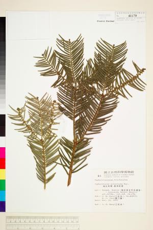 <a href="https://brmas.openmuseum.tw/muse/digi_object/9ae435f93cc06bea6260b4929eabf694" target="_blank">台灣粗榧／中央研究院生物多樣性研究博物館植物標本館 (HAST)</a>