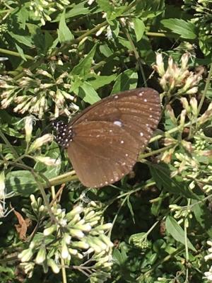 <a href="https://taieol.tw/muse/digi_object/58a65ec25d56a814dcce3c7dd63d50bd" target="_blank">小紫斑蝶／By：herqles／iNaturalist</a>