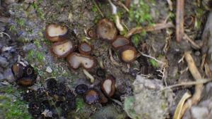 Trichophaea pseudogregaria(擬聚生長毛盤菌)