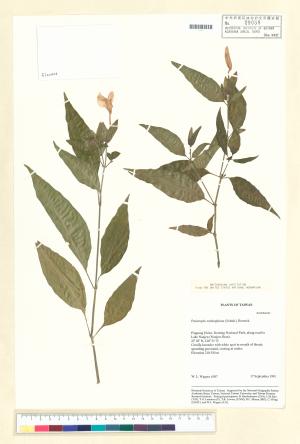 <a href="https://brmas.openmuseum.tw/muse/digi_object/9b0481f9573650ffd93a3746802705b3" target="_blank">九頭獅子草屬／中央研究院生物多樣性研究博物館植物標本館 (HAST)</a>