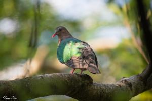 <a href="https://taieol.tw/muse/digi_object/b4e8d1cd67b9a2276b83d8c9a7b566ae" target="_blank">翠翼鳩／By：oscaryin／iNaturalist</a>