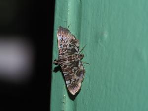 <a href="https://taieol.tw/muse/digi_object/7ea91cf31a14bba9e9c57a254091a692" target="_blank">Chabula acamasalis／By：max822／iNaturalist</a>