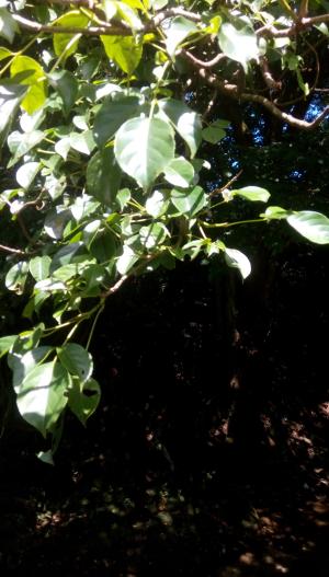 <a href="https://taieol.tw/muse/digi_object/2b6654cd94677c65d20594c8297d0257" target="_blank">茄冬／By：erickkao／iNaturalist</a>