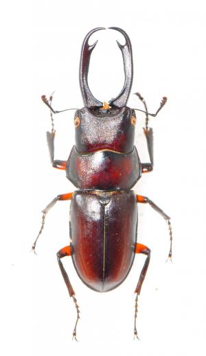 Prosopocoilus formosanus 雙勾鋸鍬形蟲