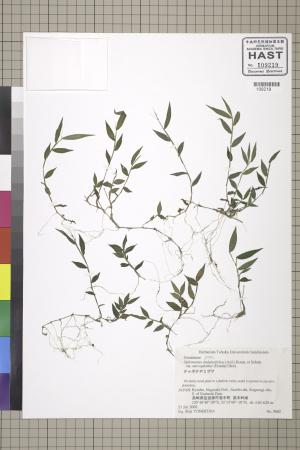 <a href="https://brmas.openmuseum.tw/muse/digi_object/9b3fda5cb813c2ccc269461ee6ebd485" target="_blank">小求米草／中央研究院生物多樣性研究博物館植物標本館 (HAST)</a>