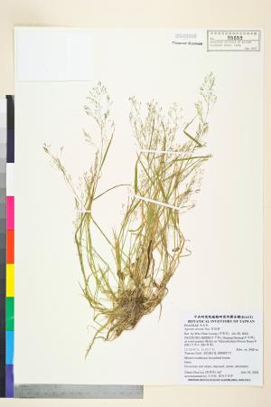 <a href="https://brmas.openmuseum.tw/muse/digi_object/9b45e9c55de7d3696430716a00e363da" target="_blank">翦股穎／中央研究院生物多樣性研究博物館植物標本館 (HAST)</a>