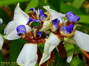 <a href="https://taieol.tw/muse/digi_object/4fc8cbcfbf83ffd7343b548c41d23b0c" target="_blank">臺灣小綠花金龜／By：kinmatsu／iNaturalist</a>