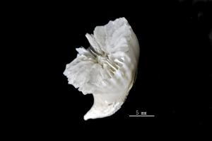 <a href="https://taieol.tw/muse/digi_object/d8e0ec793ea1cbdbc9bf96491d99c742" target="_blank">珍貴葵珊瑚／By：戴昌鳳／戴昌鳳</a>