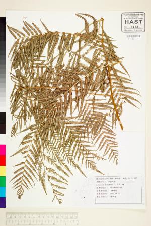 <a href="https://brmas.openmuseum.tw/muse/digi_object/9b55fbda066ee25a583a8aa323310ca3" target="_blank">金狗毛蕨／中央研究院生物多樣性研究博物館植物標本館 (HAST)</a>