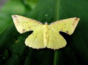 <a href="https://taieol.tw/muse/digi_object/a3da30d0a2bd939ef4ebfd25c00793fa" target="_blank">Corymica arnearia／By：Hsiengan Huang／臺灣物種名錄(TaiCOL)</a>