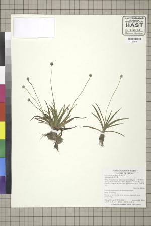 <a href="https://brmas.openmuseum.tw/muse/digi_object/9b65ced6f2702ad5bca7af5fd39e6750" target="_blank">穀精草屬／中央研究院生物多樣性研究博物館植物標本館 (HAST)</a>