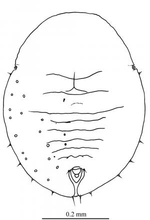 Pealius elatostemae  (Takahashi, 1932)  樓梯草皮粉蝨