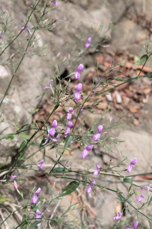 <a href="https://taieol.tw/muse/digi_object/3703513c275b2ada2937308791ca8a01" target="_blank">槍刀菜／By：yalinglin／iNaturalist</a>