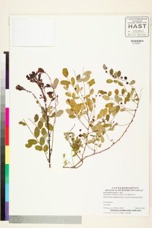<a href="https://brmas.openmuseum.tw/muse/digi_object/9b8a94286587bf2b761518e6069d1412" target="_blank">多花油柑(白仔)／中央研究院生物多樣性研究博物館植物標本館 (HAST)</a>