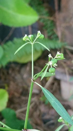 <a href="https://taieol.tw/muse/digi_object/3ddd459f712373aaee70e2f78f6691f9" target="_blank">禾葉大戟／By：naturalist4172／iNaturalist</a>
