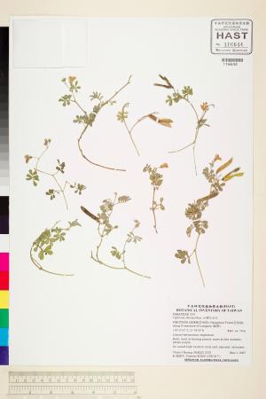 <a href="https://brmas.openmuseum.tw/muse/digi_object/9bd22525b0c31aa3bcc5415e583d7572" target="_blank">台灣灰毛豆／中央研究院生物多樣性研究博物館植物標本館 (HAST)</a>