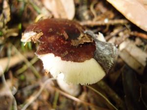 Russula atropurpurea(黑紫紅菇)