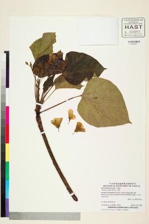 <a href="https://brmas.openmuseum.tw/muse/digi_object/9bfadfb7263cafefc2b8660d837f3b29" target="_blank">光桐／中央研究院生物多樣性研究博物館植物標本館 (HAST)</a>