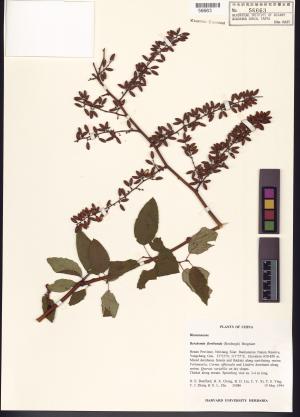 <a href="https://brmas.openmuseum.tw/muse/digi_object/9c15a2e5aa53cae086ee786a439b50bc" target="_blank">大黃鱔藤／中央研究院生物多樣性研究博物館植物標本館 (HAST)</a>