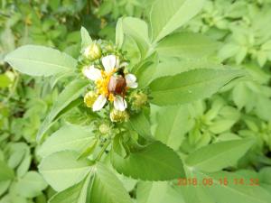 <a href="https://taieol.tw/muse/digi_object/0d4e4fe5407e23e0ead450150e8663e5" target="_blank">蒙古豆金龜／By：luoycy／iNaturalist</a>