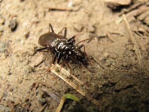 Nebria niitakana_20100804_雪山