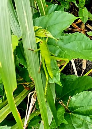 <a href="https://taieol.tw/muse/digi_object/fb4bab905d6e6db57bb0df21b8bb942f" target="_blank">臺灣大蝗／By：anneanitakuo／iNaturalist</a>