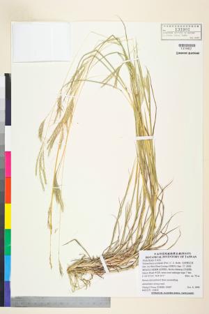 <a href="https://brmas.openmuseum.tw/muse/digi_object/9c47d4fb29a2373f80e6d4ab02661e47" target="_blank">毛梗雙花草／中央研究院生物多樣性研究博物館植物標本館 (HAST)</a>