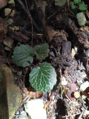 <a href="https://taieol.tw/muse/digi_object/6b509e09fc7bf92625299ae2d2ee3ecb" target="_blank">虎耳草／By：jasmine-dream／iNaturalist</a>