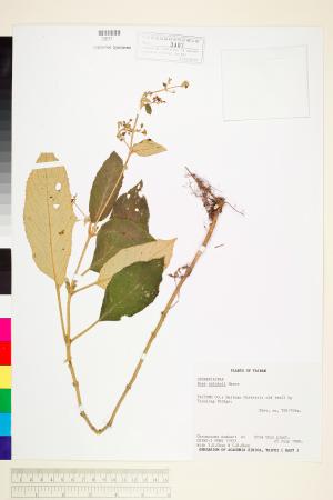 <a href="https://brmas.openmuseum.tw/muse/digi_object/9c4eb42877d55e10fb1cd65e6ac4bfb4" target="_blank">錐序蛛毛苣苔(旋莢木)／中央研究院生物多樣性研究博物館植物標本館 (HAST)</a>