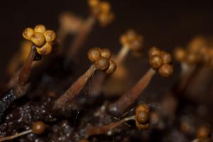 Metatrichia floriformis