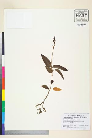 <a href="https://brmas.openmuseum.tw/muse/digi_object/9c5e66a697ae597ef2af70cafb183b60" target="_blank">阿玉線柱蘭／中央研究院生物多樣性研究博物館植物標本館 (HAST)</a>