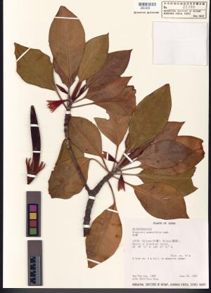 <a href="https://brmas.openmuseum.tw/muse/digi_object/9c733fbd0eb0e41e7fbc291151e407db" target="_blank">紅茄冬／中央研究院生物多樣性研究博物館植物標本館 (HAST)</a>