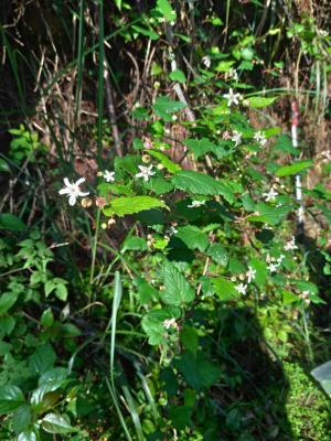 <a href="https://taieol.tw/muse/digi_object/f6b449449c7ba8f1db1db2fc65e63a00" target="_blank">苦懸鉤子／By：tsztszbug／iNaturalist</a>