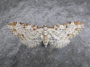 <a href="https://taieol.tw/muse/digi_object/15c4868496c1fcc69050aa69fdda3417" target="_blank">Eupithecia lini／By：Hsiengan Huang／臺灣物種名錄(TaiCOL)</a>