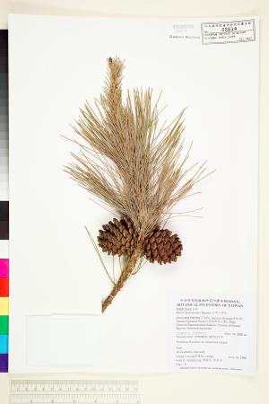 <a href="https://brmas.openmuseum.tw/muse/digi_object/9c89acedc76a661887221f0d379a5e65" target="_blank">台灣二葉松／中央研究院生物多樣性研究博物館植物標本館 (HAST)</a>