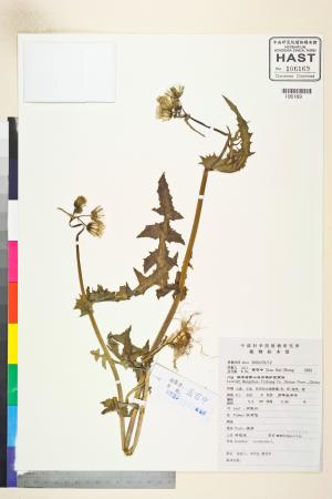 <a href="https://brmas.openmuseum.tw/muse/digi_object/9c95c7715fdd29c12f2ce57ec8610e78" target="_blank">苦滇菜(苦菜)／中央研究院生物多樣性研究博物館植物標本館 (HAST)</a>