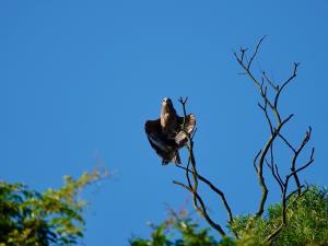 <a href="https://taieol.tw/muse/digi_object/1bb439a3e605bdb9bfacc0aaf1481492" target="_blank">黑鳶／By：alexsu／iNaturalist</a>