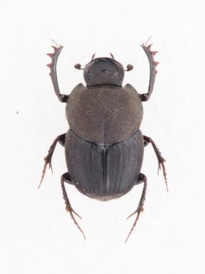 Onthophagus (Matashia) yubarinus Matsumura, 1937(1)