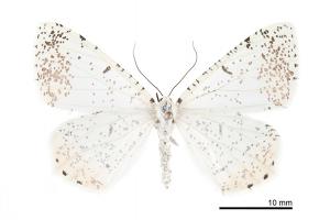 Ourapteryx variolaria_female