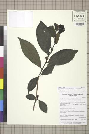<a href="https://brmas.openmuseum.tw/muse/digi_object/9ccfe9aed94d3b9fc1cf42cb3ebb8820" target="_blank">阿薩母茶／中央研究院生物多樣性研究博物館植物標本館 (HAST)</a>