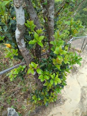 <a href="https://taieol.tw/muse/digi_object/bea3d14cc7d1116dfd88cd7148bcc1f9" target="_blank">異葉木犀／By：jidy／iNaturalist</a>