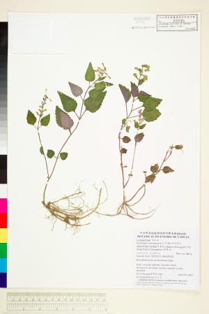<a href="https://brmas.openmuseum.tw/muse/digi_object/9cdcac36a72cfb8cce008a000b3d320b" target="_blank">臺灣黃芩／中央研究院生物多樣性研究博物館植物標本館 (HAST)</a>