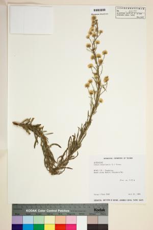 <a href="https://brmas.openmuseum.tw/muse/digi_object/9cee3136ce51374d1de479fdfa17293c" target="_blank">美州假蓬(野桐蒿）／中央研究院生物多樣性研究博物館植物標本館 (HAST)</a>