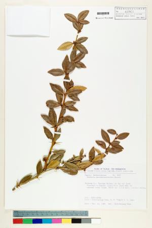 <a href="https://brmas.openmuseum.tw/muse/digi_object/9ceefb0f74ccb22ec9678f62a2a81913" target="_blank">長葉小檗／中央研究院生物多樣性研究博物館植物標本館 (HAST)</a>