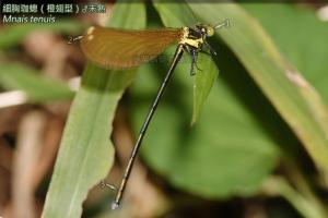 <a href="https://taieol.tw/muse/digi_object/c2665f01508f9fe76828da2f87ae502a" target="_blank">細胸珈蟌／By：曹美華／台灣蜻蜓網路圖鑑The Dragonflies of Taiwan</a>