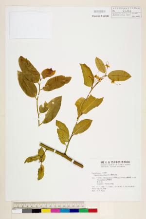 <a href="https://brmas.openmuseum.tw/muse/digi_object/9cfafe7a672bdbd290de468d4de2eb44" target="_blank">蘭嶼山柑／中央研究院生物多樣性研究博物館植物標本館 (HAST)</a>