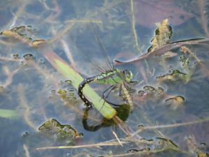 <a href="https://taieol.tw/muse/digi_object/90bb04b15ba288e1760d4d67d038fc5c" target="_blank">烏帶晏蜓／By：naturalist14740／iNaturalist</a>
