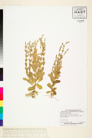 <a href="https://brmas.openmuseum.tw/muse/digi_object/9d0bf76a3d5d9859ca954486bf24974b" target="_blank">百金／中央研究院生物多樣性研究博物館植物標本館 (HAST)</a>