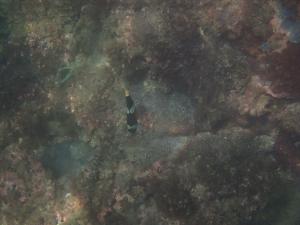 <a href="https://taieol.tw/muse/digi_object/dce5393ef188ecc2611e67504a560fa1" target="_blank">克氏雙鋸魚／By：sdyaung／iNaturalist</a>